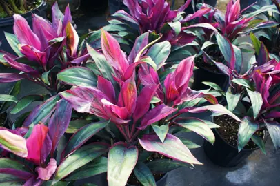 cordyline-purple-prince-