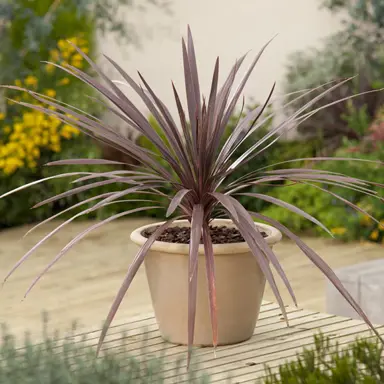 Cordyline 'Red Comet' growing in a pot.