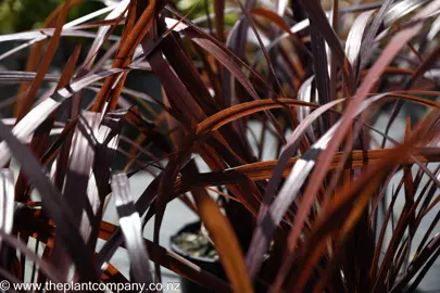 cordyline-red-fountain--1