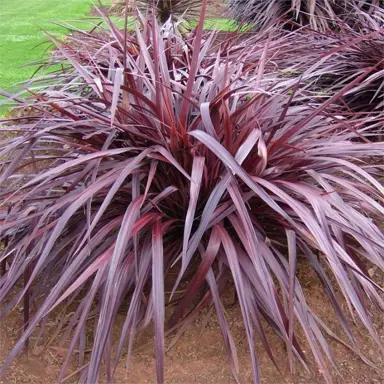 cordyline-red-fountain--2