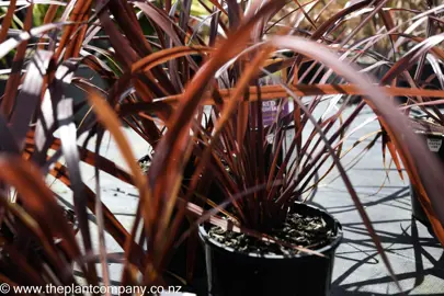 cordyline-red-fountain-