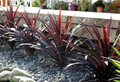 Cordyline 'Renegade' plants in a border planting.