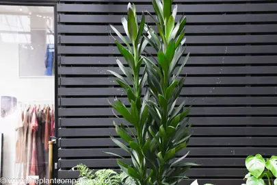 Cordyline Showoff with green foliage growing by a shop against a black wall.