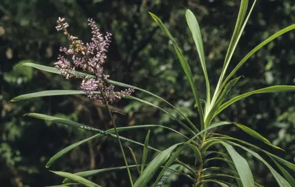 cordyline-stricta-