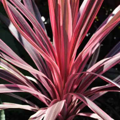 cordyline-sunrise--1