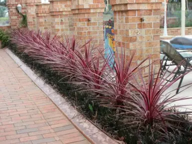 cordyline-sunrise-