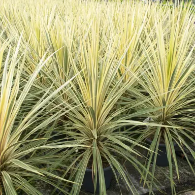 cordyline-torbay-dazzler-