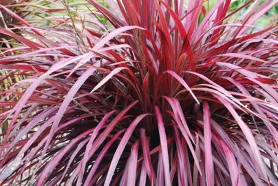 Cordyline 'Zumba' plant with dark red-pink foliage.