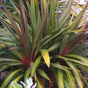 cordyline-australis-sundance-