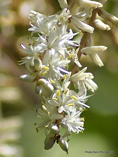 cordyline-banksii-4