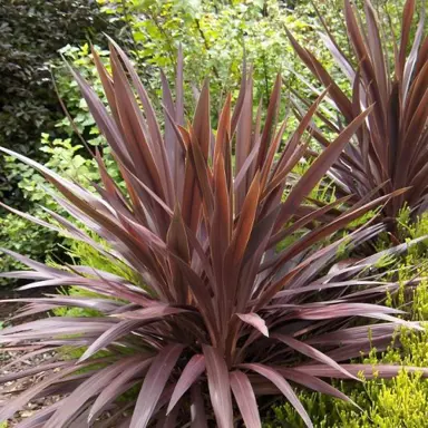 cordyline-purple-tower-