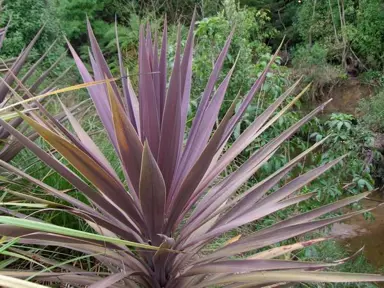 cordyline-purple-tower-1