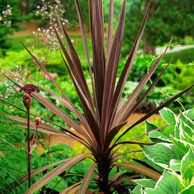 cordyline-purple-tower-3