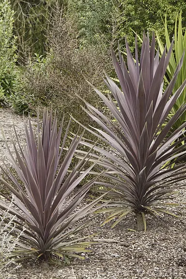 cordyline-purple-tower-4