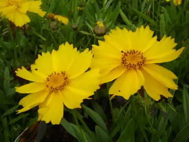 Coreopsis Flying Saucer plants with yellow flowers.