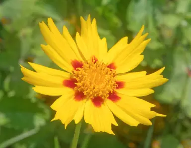 Coreopsis lanceolata yellow and red flower.