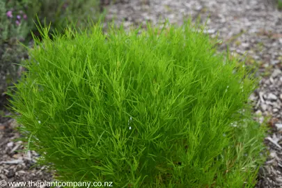 Coreopsis 'Mango Punch' lush and green foliage.