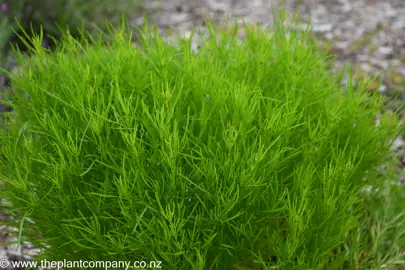 Coreopsis 'Mango Punch' green foliage.