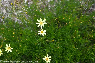 Coreopsis Moonbeam with yellow flowers and fine green foliage.