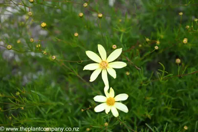 Coreopsis Moonbeam with yellow flowers.