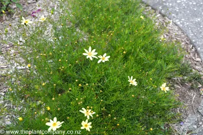 Coreopsis Moonbeam growing as low groundcover with yellow flowers and fine green foliage.