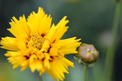 Coreopsis Rising Sun yellow and red flower.