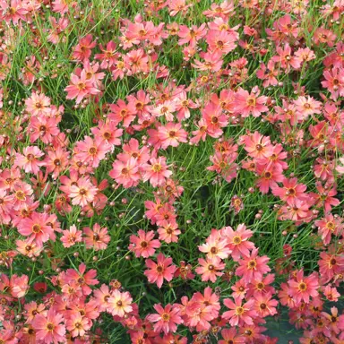 Coreopsis Rum Punch plant with masses of peach-pink flowers.