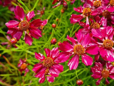 Coreopsis Strawberry Punch red flowers and green foliage.