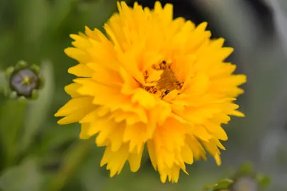 Coreopsis Sunray yellow flower.