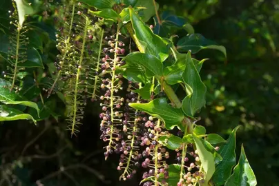 Coriaria arborea plant with pink berries.