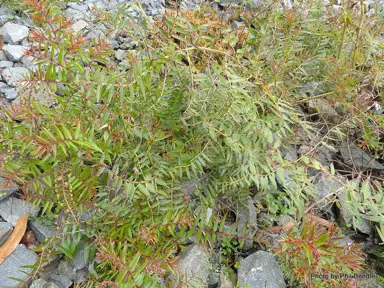 Coriaria pteridoides plant.