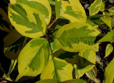 cornus-golden-wedding-