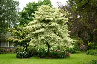 cornus-golden-wedding-1