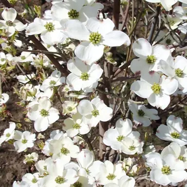 cornus-cherokee-daybreak-3