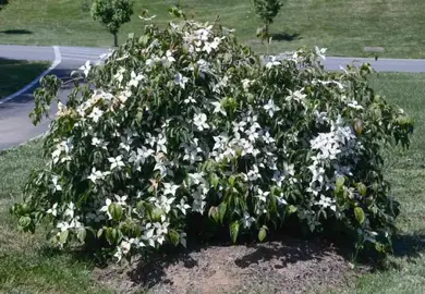 cornus-florida-pendula-