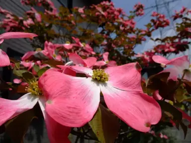 cornus-purple-glory-