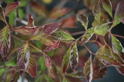 cornus-purple-glory-1