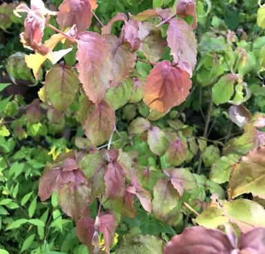 cornus-purple-glory-2