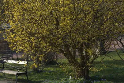 Cornus mas tree with yellow flowers.