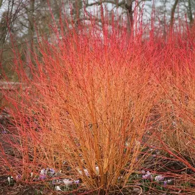 Cornus 'Midwinter Fire' plant with orange-red stems.