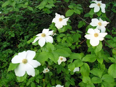 Cornus nuttallii plant with green foliage and white flowers.