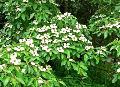 cornus-capitata-