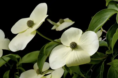 cornus-capitata-1