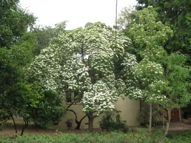 cornus-capitata-4