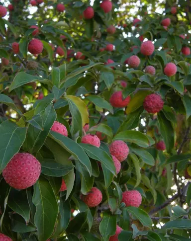 cornus-capitata-6