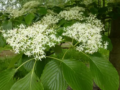 cornus-controversa-3