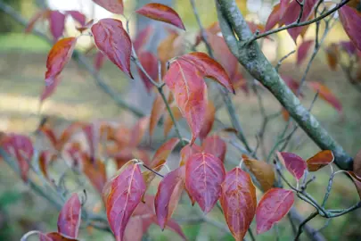 cornus-doubloon-2