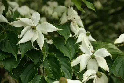 cornus-doubloon-3