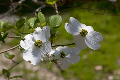 cornus-florida-