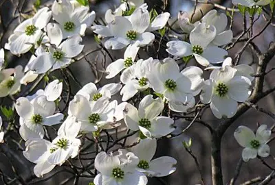 cornus-florida-1